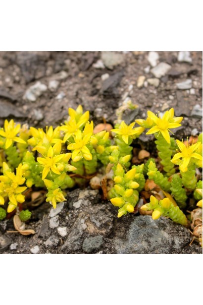 Очиток Желтая Королева цветение летом